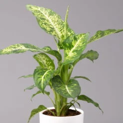 Dieffenbachie 'Mars' Inkl. Topf Tusca Weiß, Topf-Ø17cm, Höhe Ca. 50-60 Cm -Gartentopf Geschäft 0220170096 Dieffenbachia Mars im Topf Tusca 17cm 2