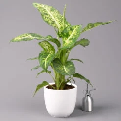 Dieffenbachie 'Mars' Inkl. Topf Tusca Weiß, Topf-Ø17cm, Höhe Ca. 50-60 Cm -Gartentopf Geschäft 0220170096 Dieffenbachia Mars im Topf Tusca 17cm 3