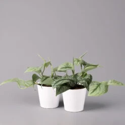 Scindapsus Pictus 'Trebie' In Keramiktopf Dallas Weiß, Topf-Ø 12 Cm