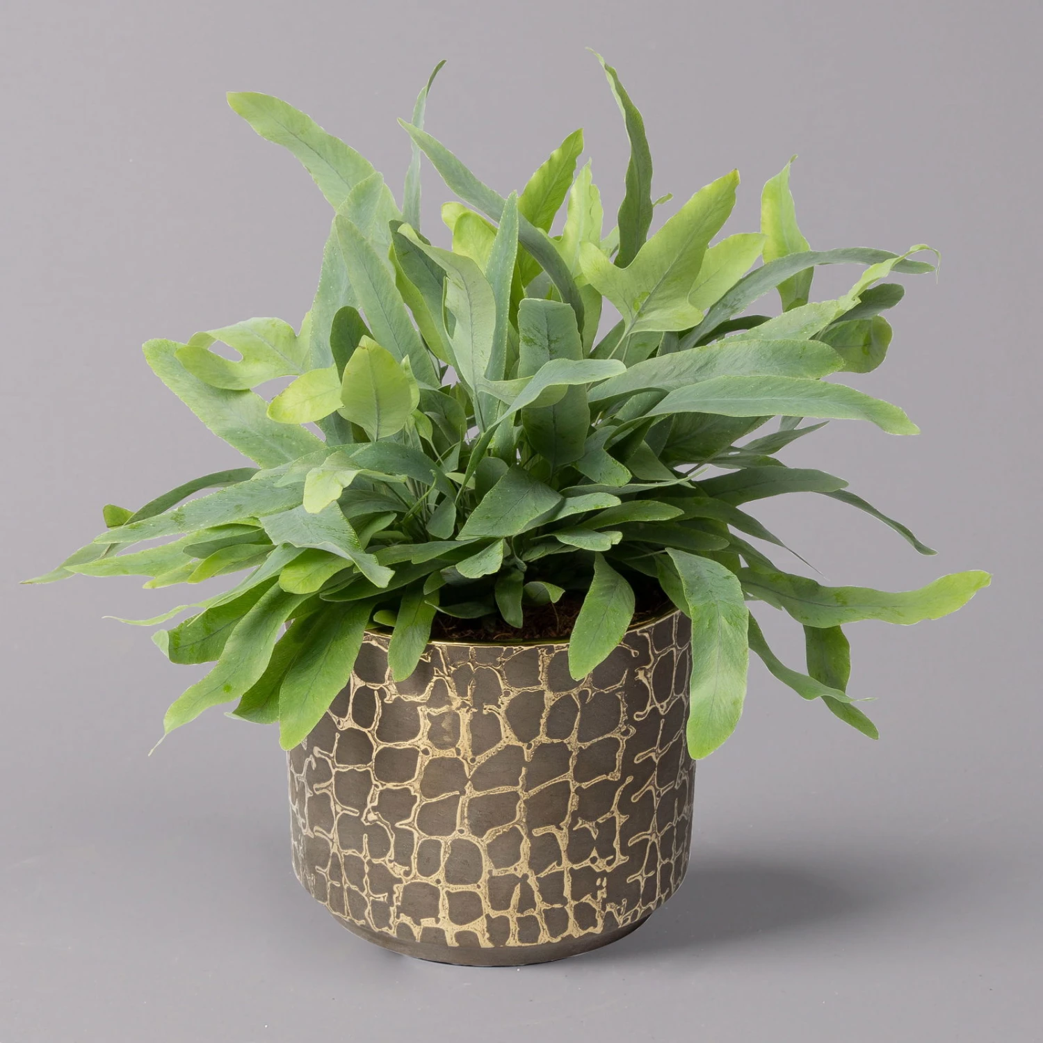 Phlebodium Aureum Mit Übertopf Goldprint, Topf-Ø 12 Cm, Höhe Ca. 30 Cm, 2er-Set 4 Phlebodium Aureum Mit Übertopf Goldprint, Topf-Ø 12 Cm, Höhe Ca. 30 Cm, 2er-Set – Bild 2