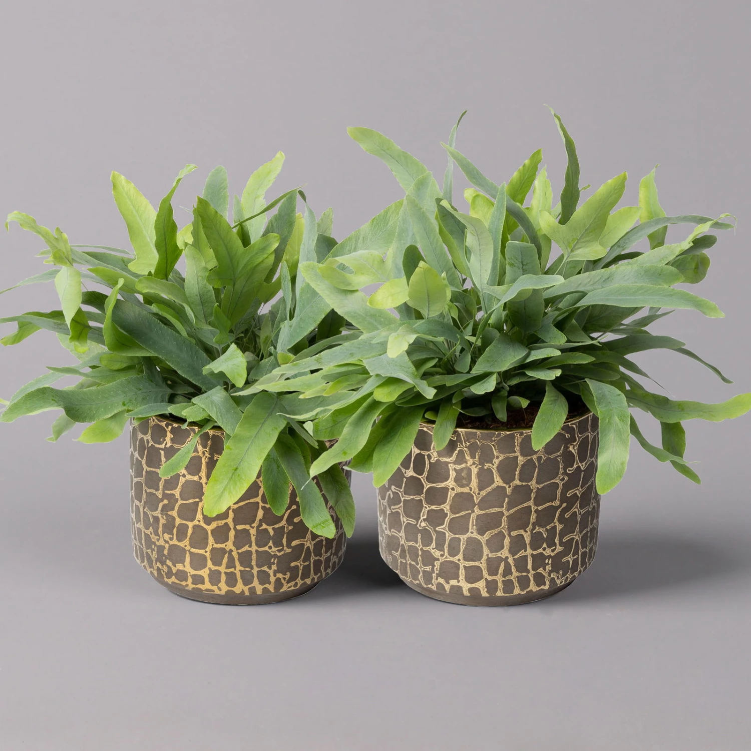 Phlebodium Aureum Mit Übertopf Goldprint, Topf-Ø 12 Cm, Höhe Ca. 30 Cm, 2er-Set 3 Phlebodium Aureum Mit Übertopf Goldprint, Topf-Ø 12 Cm, Höhe Ca. 30 Cm, 2er-Set