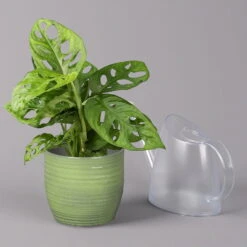 Monstera Adansonii In Keramiktopf Bergamo Grün, Topf-Ø 12 Cm, Höhe Ca. 25 Cm 10 Monstera Adansonii In Keramiktopf Bergamo Grün, Topf-Ø 12 Cm, Höhe Ca. 25 Cm -Gartentopf Geschäft 0220350098 Monstera adans in Uebertopf Bergamo gruen 3