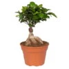 Ficus Microcarpa 'Ginseng', Topf-Ø 17 Cm, Höhe Ca. 40 Cm -Gartentopf Geschäft 0220400913 Ficus microcarpa Ginseng 17cm T H 40cm