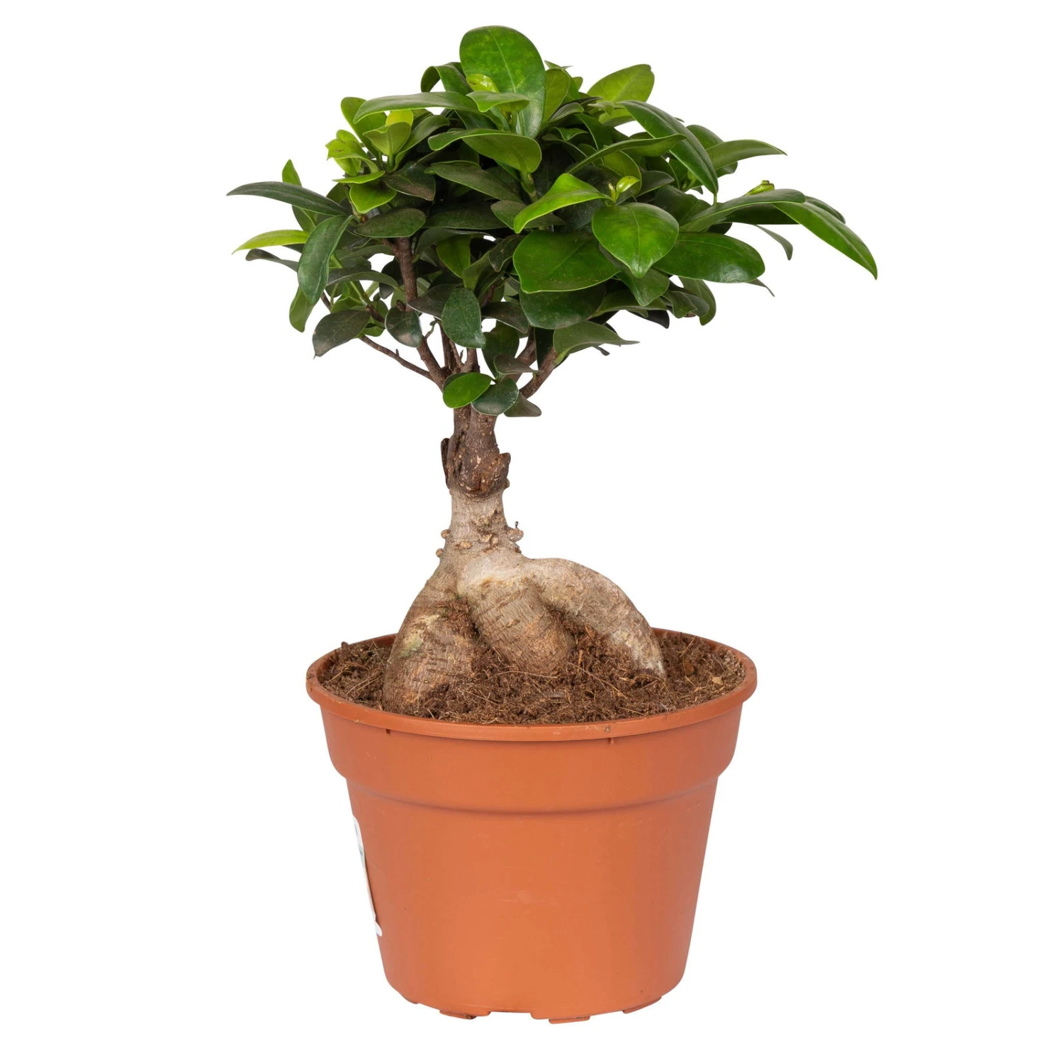 Ficus Microcarpa 'Ginseng', Topf-Ø 17 Cm, Höhe Ca. 40 Cm 3 Ficus Microcarpa 'Ginseng', Topf-Ø 17 Cm, Höhe Ca. 40 Cm