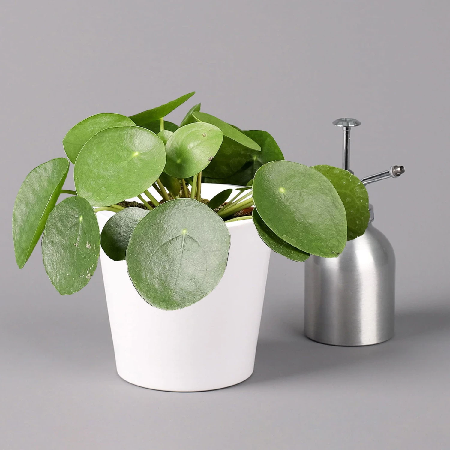 Pilea Peperomioides In Topf Dallas Weiß, Topf-Ø 12 Cm, Höhe Ca. 20 Cm, 3er-Set 6 Pilea Peperomioides In Topf Dallas Weiß, Topf-Ø 12 Cm, Höhe Ca. 20 Cm, 3er-Set – Bild 4