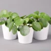 Pilea Peperomioides In Topf Dallas Weiß, Topf-Ø 12 Cm, Höhe Ca. 20 Cm, 3er-Set -Gartentopf Geschäft 0220450140 Pilea peperomioides Dallas weiss 3er Set2