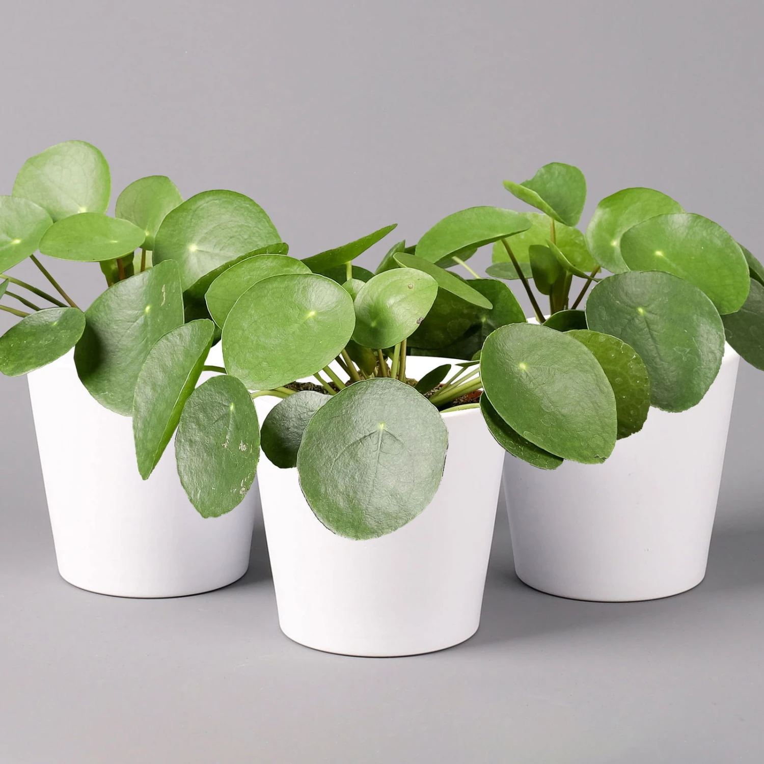 Pilea Peperomioides In Topf Dallas Weiß, Topf-Ø 12 Cm, Höhe Ca. 20 Cm, 3er-Set 3 Pilea Peperomioides In Topf Dallas Weiß, Topf-Ø 12 Cm, Höhe Ca. 20 Cm, 3er-Set