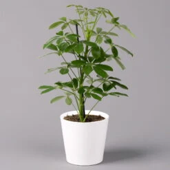 Strahlenaralie 'Nora' Inkl. Übertopf Dallas Weiß, Topf 13 Cm Ø