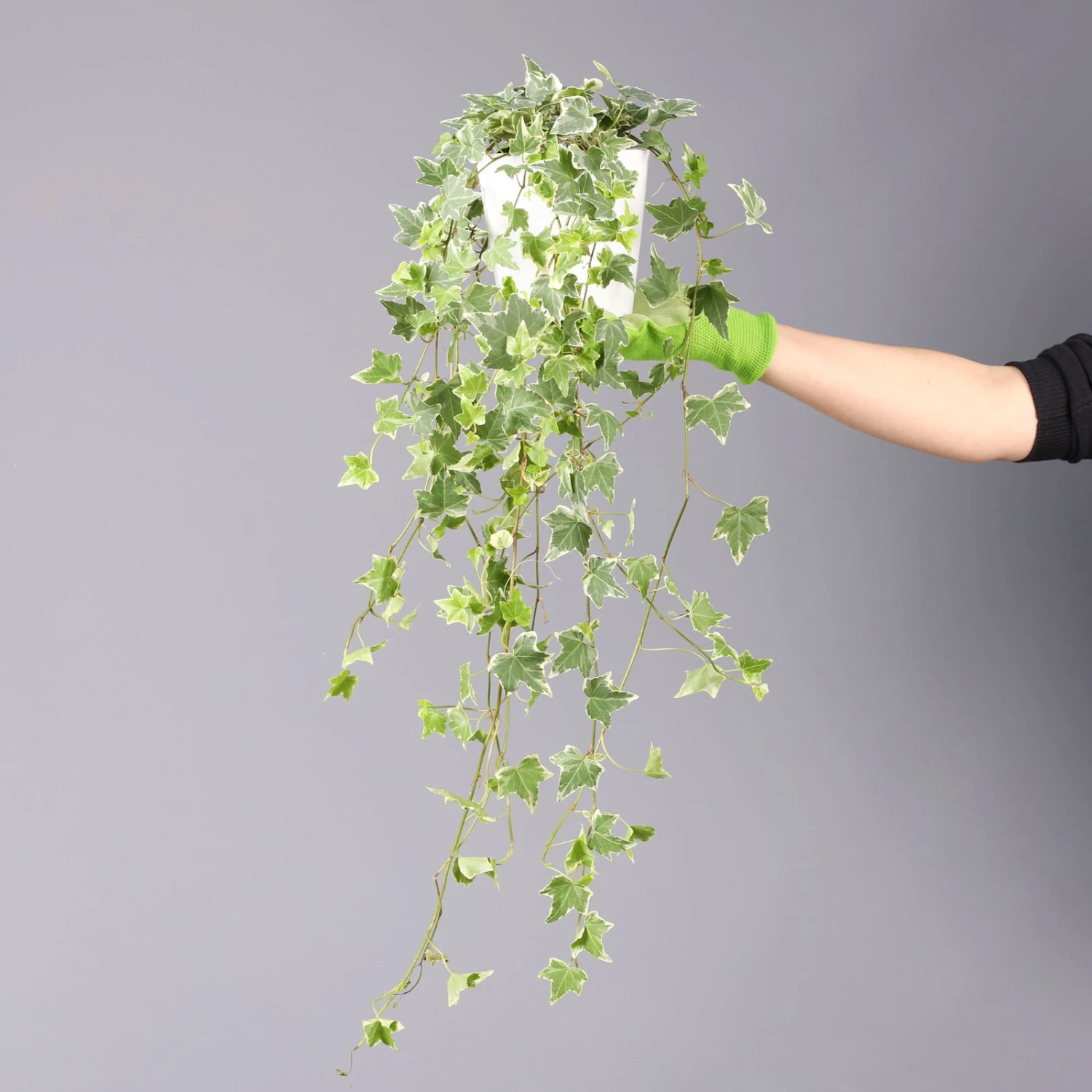 Weißbunter Efeu, Topf-Ø 12/13 Cm, 3er-Set 3 Weißbunter Efeu, Topf-Ø 12/13 Cm, 3er-Set