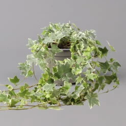 Weißbunter Efeu, Topf-Ø 12/13 Cm, 3er-Set 11 Weißbunter Efeu, Topf-Ø 12/13 Cm, 3er-Set -Gartentopf Geschäft 0220650275 Hedera weissbunt T12 13 3er Set 1 123946