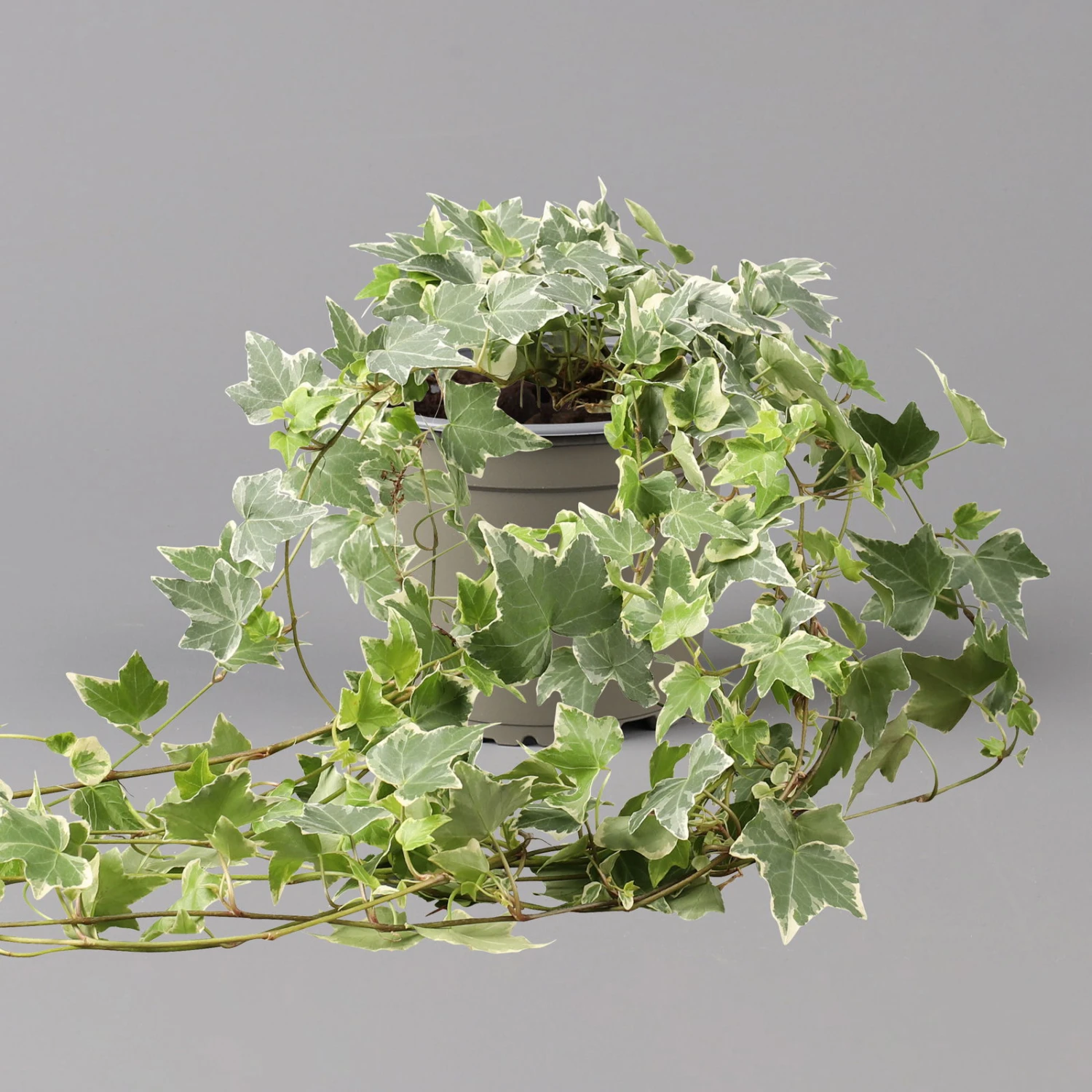 Weißbunter Efeu, Topf-Ø 12/13 Cm, 3er-Set 6 Weißbunter Efeu, Topf-Ø 12/13 Cm, 3er-Set – Bild 4