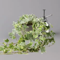 Weißbunter Efeu, Topf-Ø 12/13 Cm, 3er-Set 10 Weißbunter Efeu, Topf-Ø 12/13 Cm, 3er-Set -Gartentopf Geschäft 0220650275 Hedera weissbunt T12 13 3er Set 2 123945