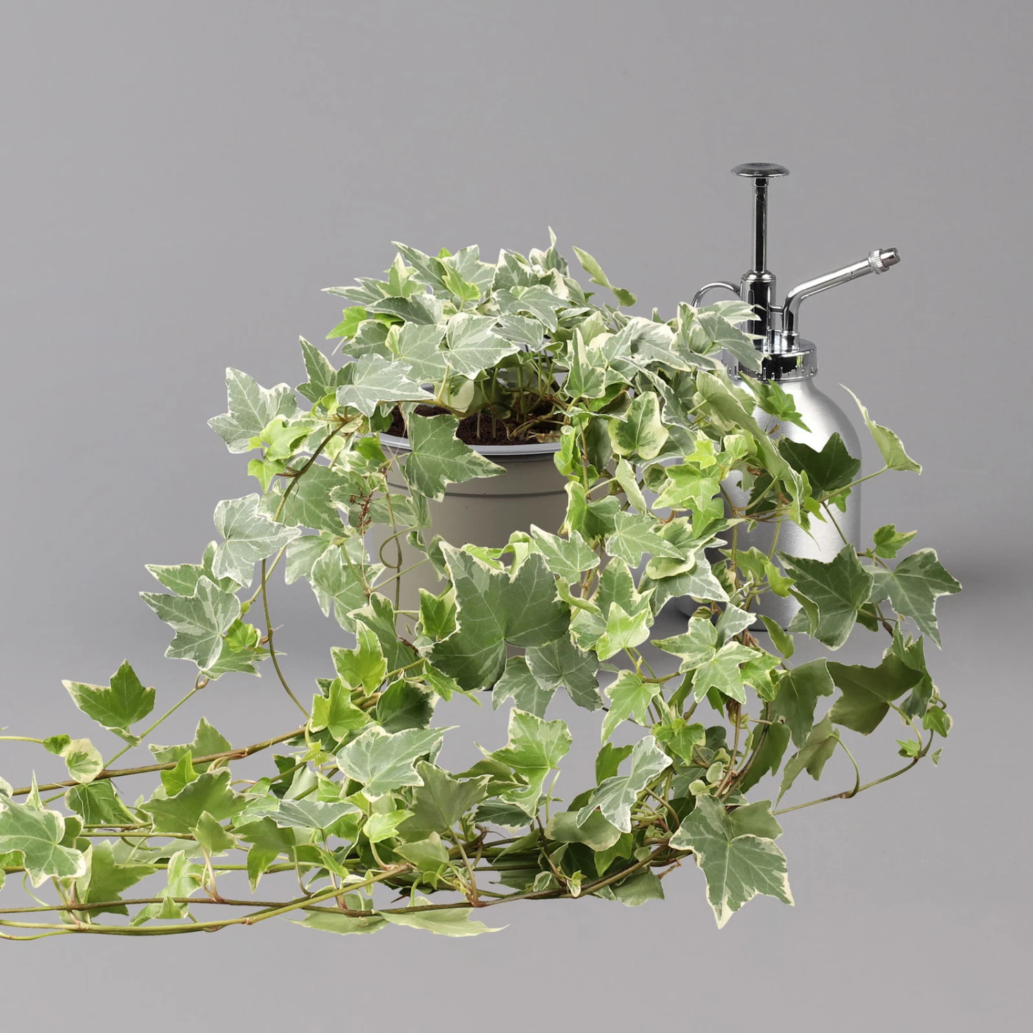 Weißbunter Efeu, Topf-Ø 12/13 Cm, 3er-Set 5 Weißbunter Efeu, Topf-Ø 12/13 Cm, 3er-Set – Bild 3