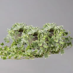 Weißbunter Efeu, Topf-Ø 12/13 Cm, 3er-Set 9 Weißbunter Efeu, Topf-Ø 12/13 Cm, 3er-Set -Gartentopf Geschäft 0220650275 Hedera weissbunt T12 13 3er Set t 123944