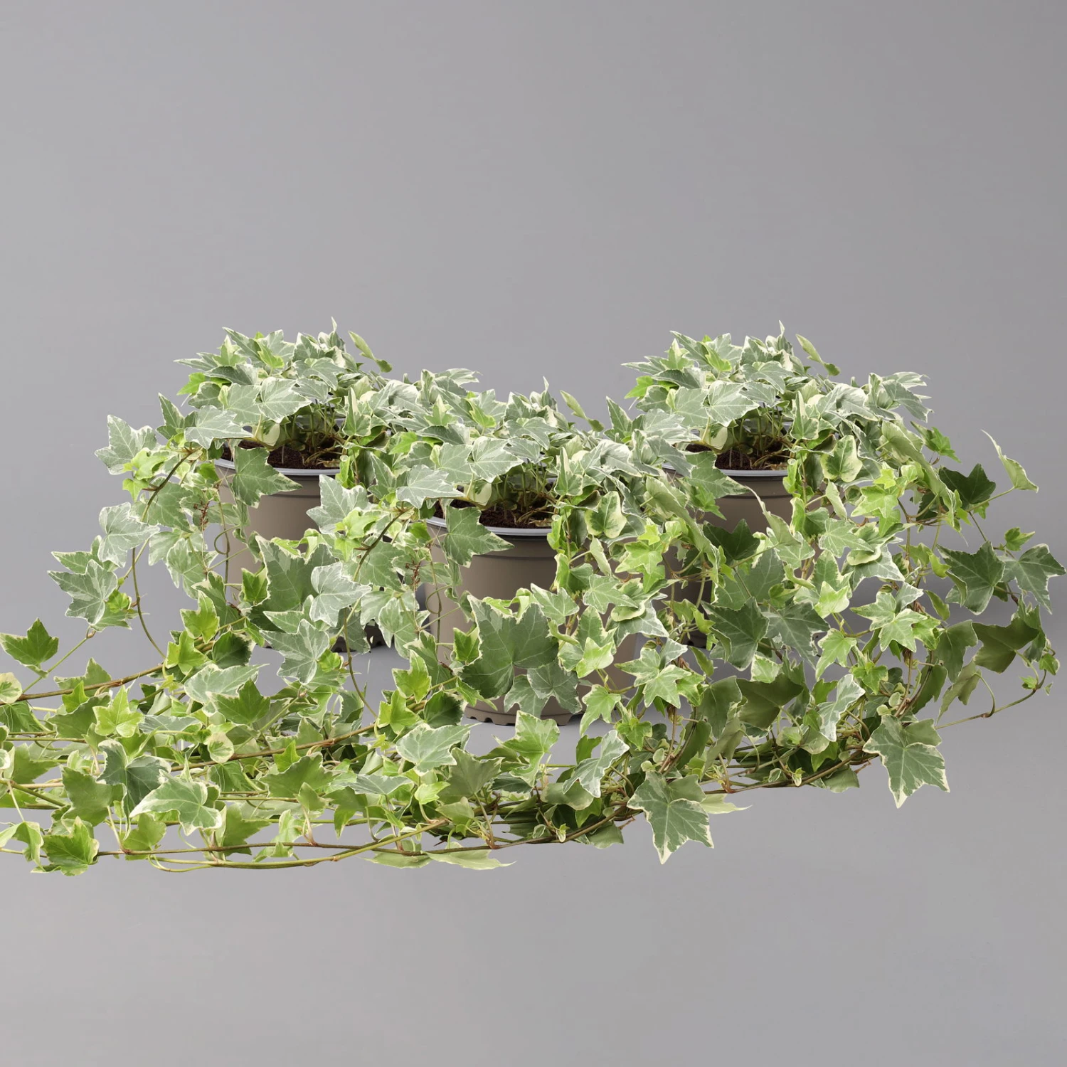 Weißbunter Efeu, Topf-Ø 12/13 Cm, 3er-Set 4 Weißbunter Efeu, Topf-Ø 12/13 Cm, 3er-Set – Bild 2