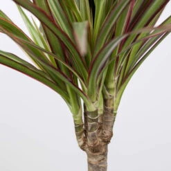 Gerandeter Drachenbaum 'Bicolor', Topf-Ø 17 Cm, Höhe Ca. 70 Cm -Gartentopf Geschäft 0220700696 Dracaena marginata bicolor