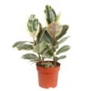 Gummibaum 'Tineke', Topf-Ø 19 Cm, Höhe Ca. 55 Cm 2 Gummibaum 'Tineke', Topf-Ø 19 Cm, Höhe Ca. 55 Cm -Gartentopf Geschäft 0220750529 Ficus elastica Tineke 19 cm Topf Hoehe 55 cm