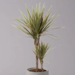 Gerandeter Drachenbaum 'Bicolor', Topf-Ø 17 Cm, Höhe Ca. 70 Cm -Gartentopf Geschäft 0221100019 Dracaena marginata bicolor 2er Tuff 17cm 2
