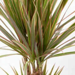 Gerandeter Drachenbaum 'Bicolor', Topf-Ø 17 Cm, Höhe Ca. 70 Cm -Gartentopf Geschäft 0221100019 Dracaena marginata bicolor 2er Tuff 7