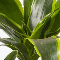 Duftender Drachenbaum 'Dorado', Topf-Ø 21 Cm, Höhe Ca. 100 Cm -Gartentopf Geschäft 0221300033 Dracaena frag Dorado Tuff 21cm 4