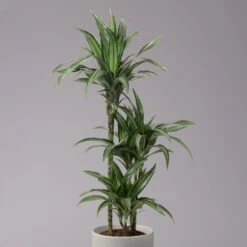 Duftender Drachenbaum 'Ulises', Topf-Ø 21 Cm, Höhe Ca. 110 Cm -Gartentopf Geschäft 0221300043 Dracaena der Ulises 21cm 2