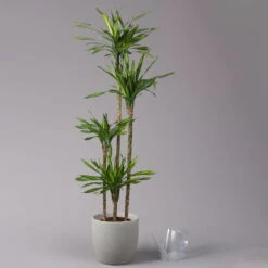 Duftender Drachenbaum 'Riki', Topf-Ø 27 Cm, Höhe Ca. 170 Cm -Gartentopf Geschäft 0221500017 Dracaena frag Riki 4er Tuff KB 27cm 3