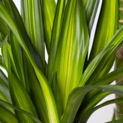 Duftender Drachenbaum 'Riki', Topf-Ø 27 Cm, Höhe Ca. 170 Cm -Gartentopf Geschäft 0221500017 Dracaena frag Riki 4er Tuff KB 27cm 4