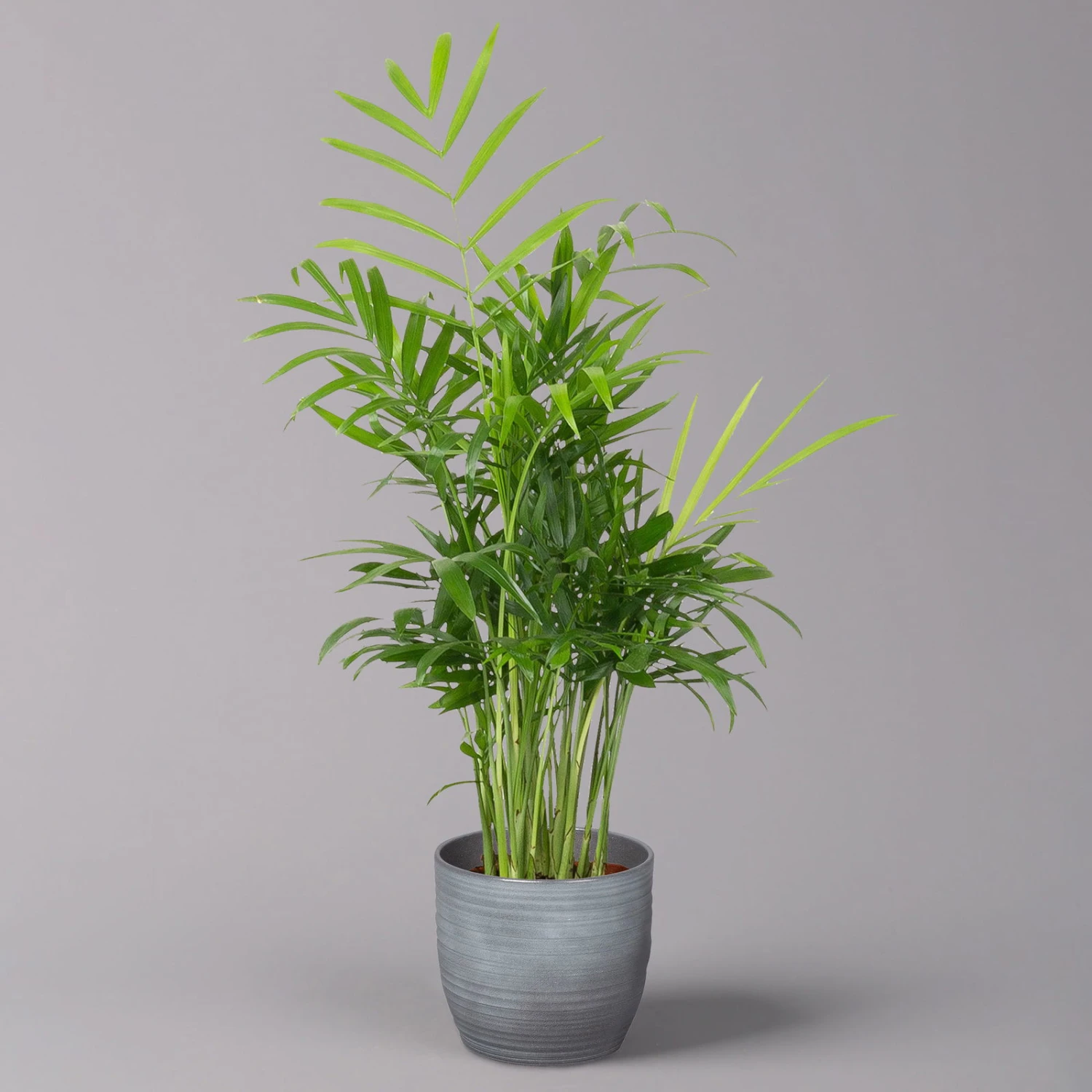 Bergpalme Mit Keramiktopf Bergamo Grau, Topf-Ø 12 Cm, Höhe Ca. 40 Cm 3 Bergpalme Mit Keramiktopf Bergamo Grau, Topf-Ø 12 Cm, Höhe Ca. 40 Cm