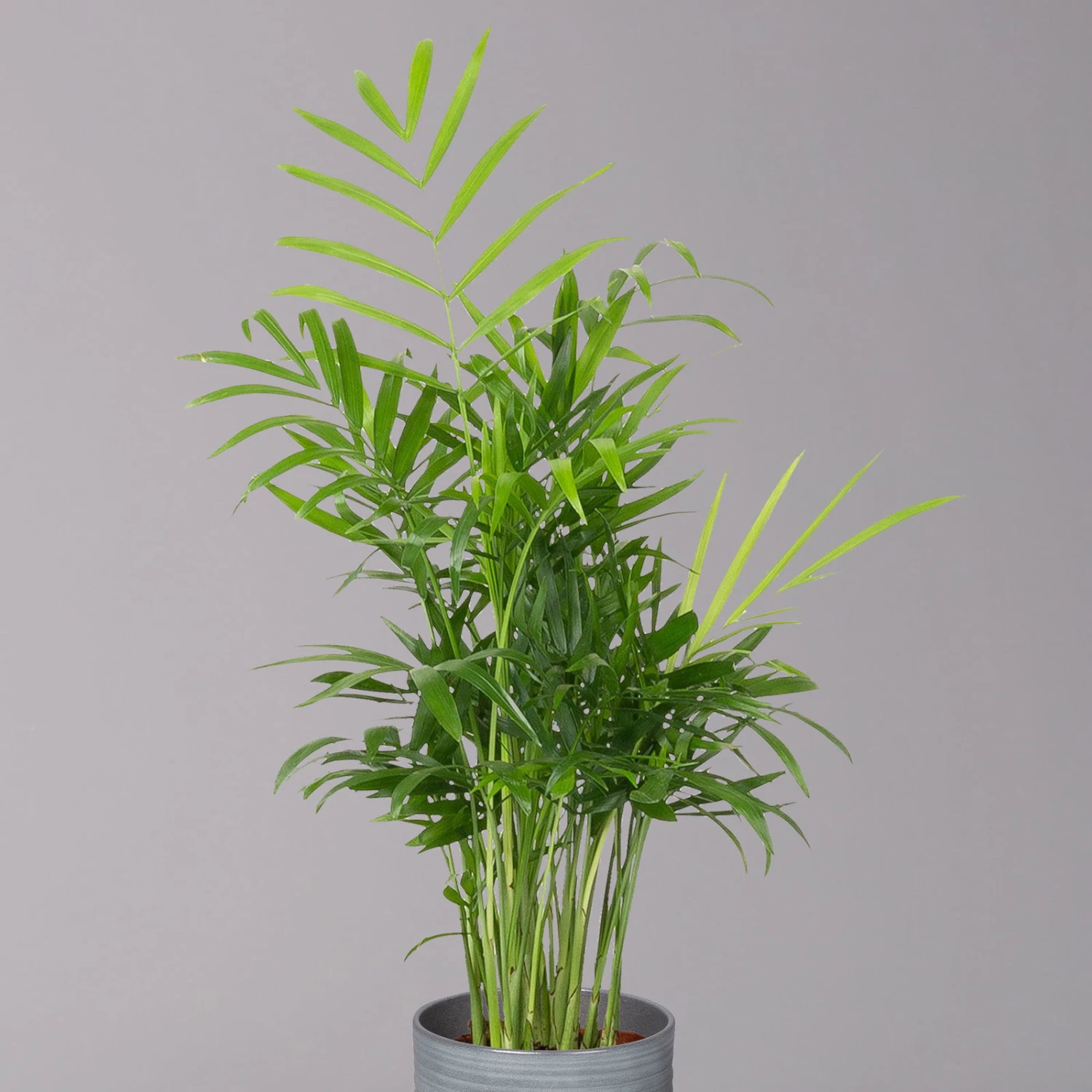 Bergpalme Mit Keramiktopf Bergamo Grau, Topf-Ø 12 Cm, Höhe Ca. 40 Cm 4 Bergpalme Mit Keramiktopf Bergamo Grau, Topf-Ø 12 Cm, Höhe Ca. 40 Cm – Bild 2