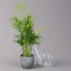 Bergpalme Mit Keramiktopf Bergamo Grau, Topf-Ø 12 Cm, Höhe Ca. 40 Cm 10 Bergpalme Mit Keramiktopf Bergamo Grau, Topf-Ø 12 Cm, Höhe Ca. 40 Cm -Gartentopf Geschäft 0222100039 Chamaedorea eleg in Uebertopf Bergamo grau 3