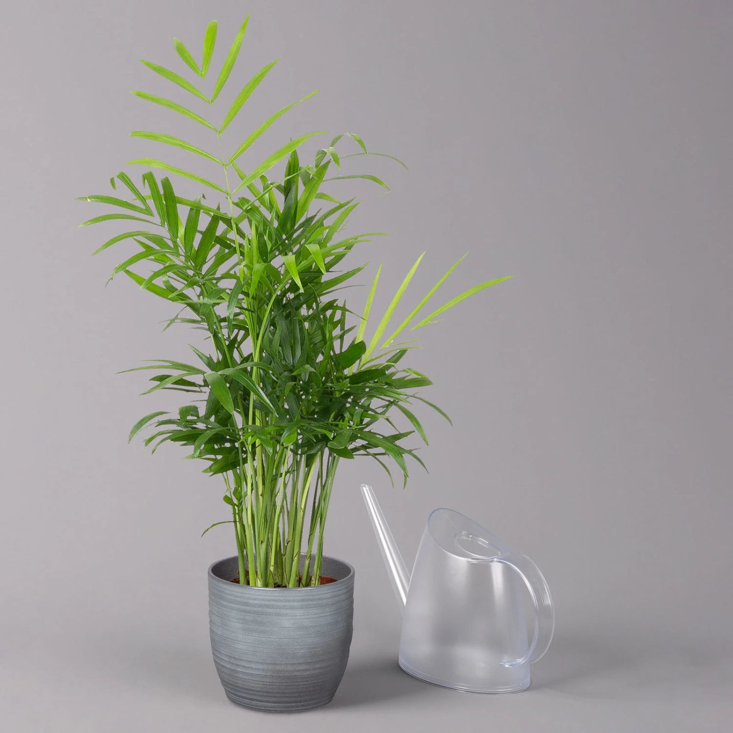 Bergpalme Mit Keramiktopf Bergamo Grau, Topf-Ø 12 Cm, Höhe Ca. 40 Cm 5 Bergpalme Mit Keramiktopf Bergamo Grau, Topf-Ø 12 Cm, Höhe Ca. 40 Cm – Bild 3