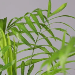 Bergpalme Mit Keramiktopf Bergamo Grau, Topf-Ø 12 Cm, Höhe Ca. 40 Cm 11 Bergpalme Mit Keramiktopf Bergamo Grau, Topf-Ø 12 Cm, Höhe Ca. 40 Cm -Gartentopf Geschäft 0222100039 Chamaedorea eleg in Uebertopf Bergamo grau 4