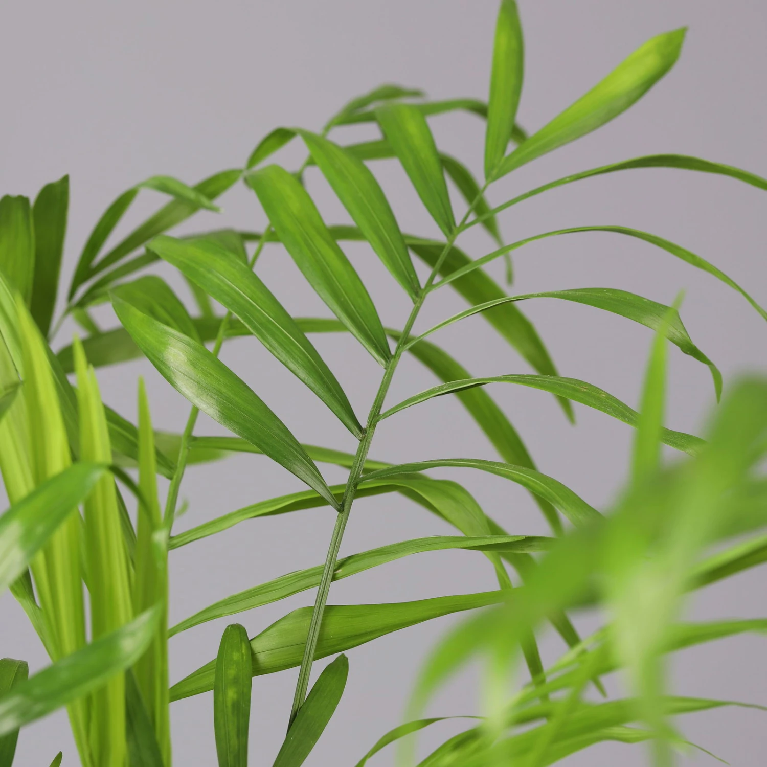 Bergpalme Mit Keramiktopf Bergamo Grau, Topf-Ø 12 Cm, Höhe Ca. 40 Cm 6 Bergpalme Mit Keramiktopf Bergamo Grau, Topf-Ø 12 Cm, Höhe Ca. 40 Cm – Bild 4