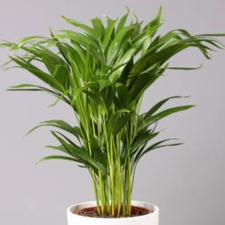 Goldfruchtpalme In Topf Tusca, Topf-Ø 17 Cm, Höhe Ca. 40-60 Cm 8 Goldfruchtpalme In Topf Tusca, Topf-Ø 17 Cm, Höhe Ca. 40-60 Cm -Gartentopf Geschäft 0222200032 Dypsis lutescens in Topf Tusca 1 Ausschnitt2