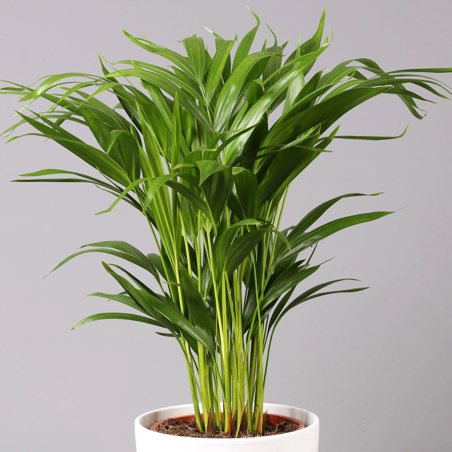 Goldfruchtpalme In Topf Tusca, Topf-Ø 17 Cm, Höhe Ca. 40-60 Cm 4 Goldfruchtpalme In Topf Tusca, Topf-Ø 17 Cm, Höhe Ca. 40-60 Cm – Bild 2