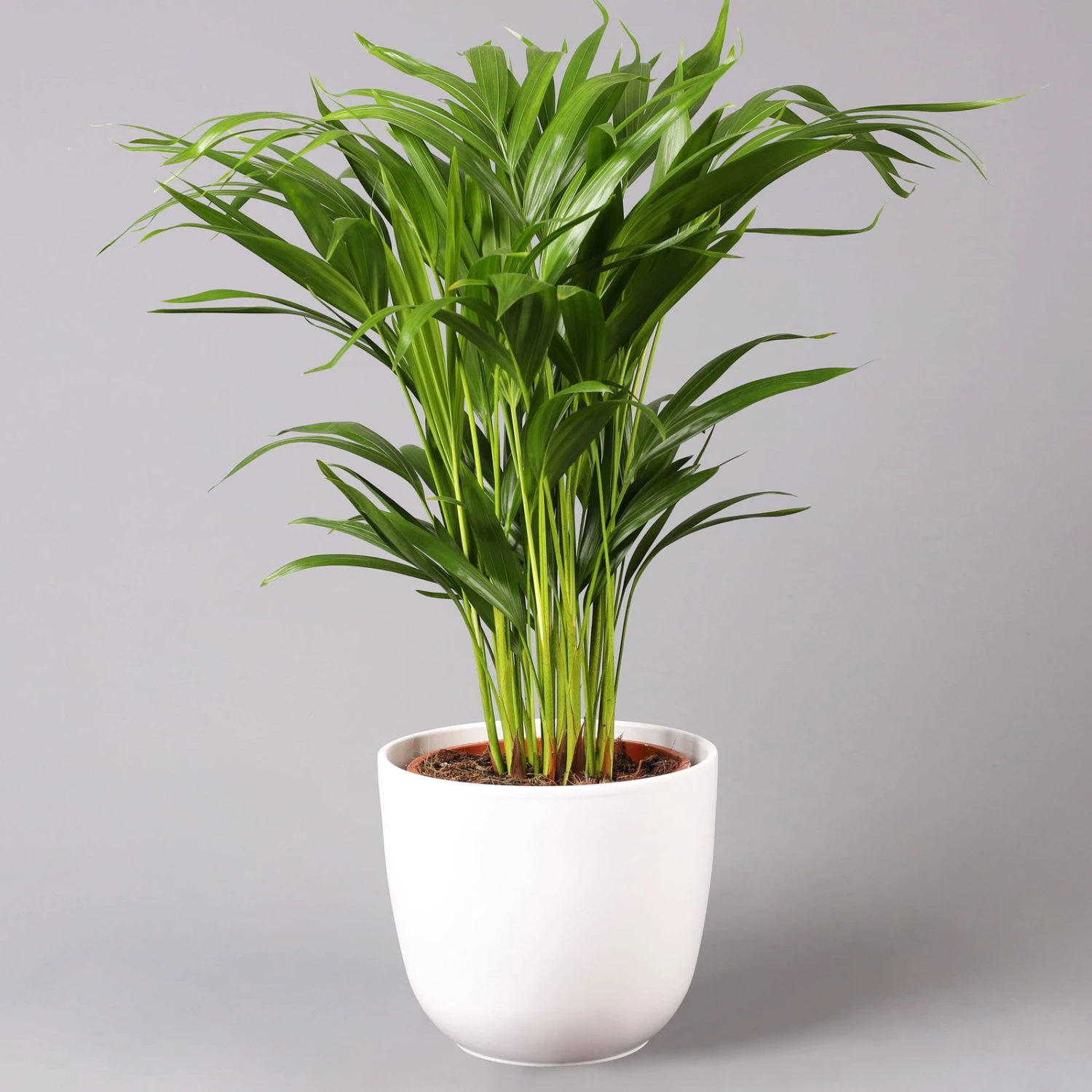 Goldfruchtpalme In Topf Tusca, Topf-Ø 17 Cm, Höhe Ca. 40-60 Cm 3 Goldfruchtpalme In Topf Tusca, Topf-Ø 17 Cm, Höhe Ca. 40-60 Cm