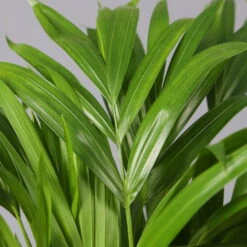 Goldfruchtpalme In Topf Tusca, Topf-Ø 17 Cm, Höhe Ca. 40-60 Cm 9 Goldfruchtpalme In Topf Tusca, Topf-Ø 17 Cm, Höhe Ca. 40-60 Cm -Gartentopf Geschäft 0222200032 Dypsis lutescens in Topf Tusca 42