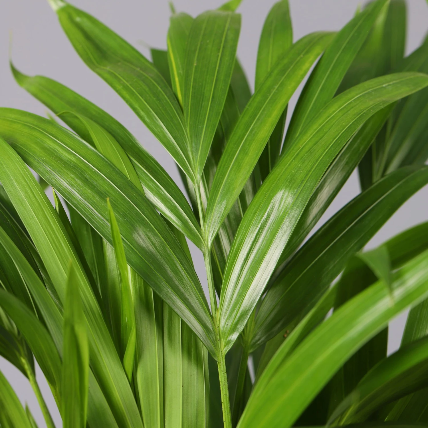 Goldfruchtpalme In Topf Tusca, Topf-Ø 17 Cm, Höhe Ca. 40-60 Cm 5 Goldfruchtpalme In Topf Tusca, Topf-Ø 17 Cm, Höhe Ca. 40-60 Cm – Bild 3