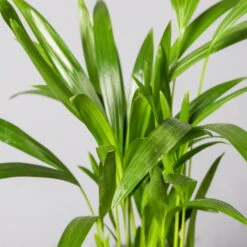 Goldfruchtpalme, Topf-Ø 13 Cm, Höhe Ca. 20-30 Cm, 3er-Set -Gartentopf Geschäft 0222200036 Dypsis lutescens Areca T13 3er Set 13cmT H55cm2