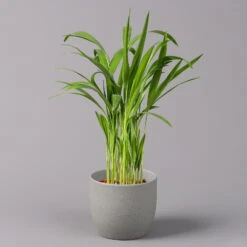 Goldfruchtpalme, Topf-Ø 13 Cm, Höhe Ca. 20-30 Cm, 3er-Set -Gartentopf Geschäft 0222200036 Dypsis lutescens Areca T13 3er Set 2