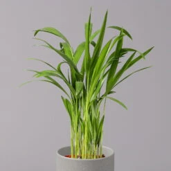 Goldfruchtpalme, Topf-Ø 13 Cm, Höhe Ca. 20-30 Cm, 3er-Set -Gartentopf Geschäft 0222200036 Dypsis lutescens Areca T13 3er Set 3