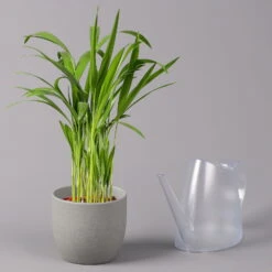 Goldfruchtpalme, Topf-Ø 13 Cm, Höhe Ca. 20-30 Cm, 3er-Set -Gartentopf Geschäft 0222200036 Dypsis lutescens Areca T13 3er Set 4