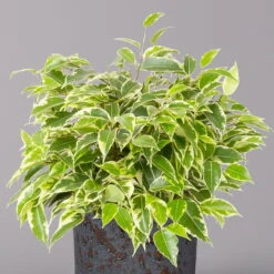 Birkenfeige 'Kinky' In Keramiktopf Lauren Blau, Topf-Ø 12 Cm, Höhe Ca. 26 Cm 8 Birkenfeige 'Kinky' In Keramiktopf Lauren Blau, Topf-Ø 12 Cm, Höhe Ca. 26 Cm -Gartentopf Geschäft 0223100090 Ficus benj Kinky in Uebertopf Lauren blau 2