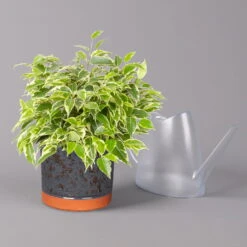 Birkenfeige 'Kinky' In Keramiktopf Lauren Blau, Topf-Ø 12 Cm, Höhe Ca. 26 Cm 9 Birkenfeige 'Kinky' In Keramiktopf Lauren Blau, Topf-Ø 12 Cm, Höhe Ca. 26 Cm -Gartentopf Geschäft 0223100090 Ficus benj Kinky in Uebertopf Lauren blau 3