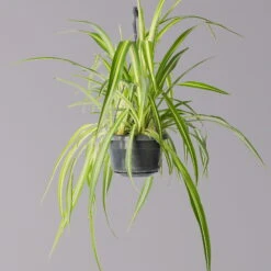 Grünlilie, In Blumenampel, Topf-Ø 14 Cm, Höhe Ca. 50 Cm -Gartentopf Geschäft 0230200684 Chlorophytum T14 2 1 116119