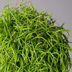 Rhipsalis Baccifera 'Oasis', In Blumenampel, Topf-Ø 14 Cm, Höhe Ca. 25 Cm 7 Rhipsalis Baccifera 'Oasis', In Blumenampel, Topf-Ø 14 Cm, Höhe Ca. 25 Cm -Gartentopf Geschäft 0230200727 Rhipsalis baccifera T14 1 1 116122