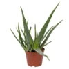 Aloe Vera, Topf-Ø 21 Cm Höhe Ca. 60 Cm 2 Aloe Vera, Topf-Ø 21 Cm Höhe Ca. 60 Cm -Gartentopf Geschäft 0250102126 Aloe vera 21 cm T. H 60cm