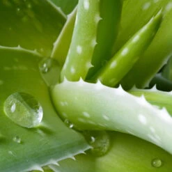 Aloe Vera, Topf-Ø 15 Cm, Höhe Ca. 35-50 Cm -Gartentopf Geschäft 0250102346 0250100086 0250102044 0250102126 0250102250 Aloe vera 1