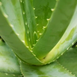 Aloe Vera, Topf-Ø 15 Cm, Höhe Ca. 35-50 Cm -Gartentopf Geschäft 0250102346 0250100086 0250102044 0250102126 0250102250 Aloe vera1 1
