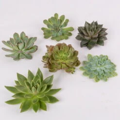 Schnittecheverien-Mix, Ø 10 Cm, 6er-Set -Gartentopf Geschäft 0250103008 Schnittecheverien 6er Set WS 2